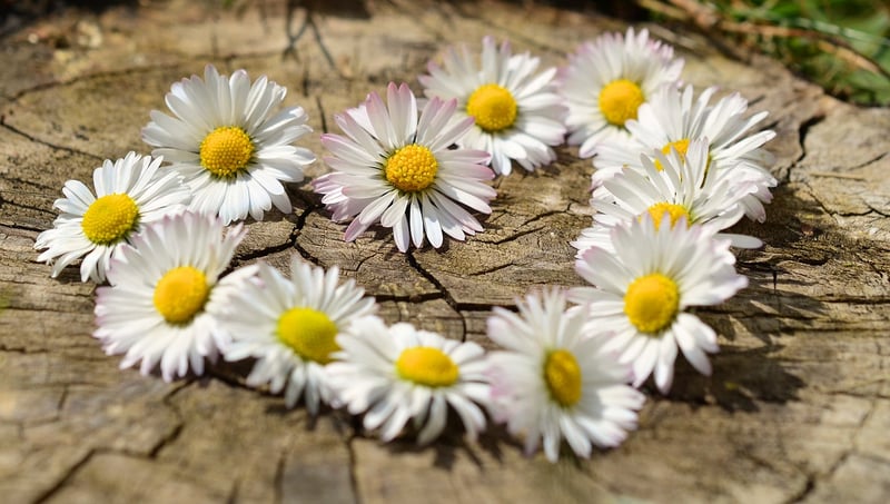 Loving-Kindness